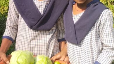 Photo of सोगोडा जिल्हा परिषद शाळेत परसबाग उपक्रमातून सेंद्रिय  पालेभाज्यांचे उत्पादन…