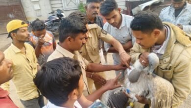 Photo of सोनाळा वन्यजीव वनविभागाने केले दुर्मिळ गिधाड पक्षाचे रेस्क्यू