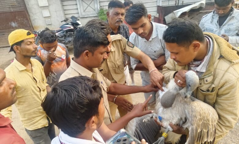 Photo of सोनाळा वन्यजीव वनविभागाने केले दुर्मिळ गिधाड पक्षाचे रेस्क्यू