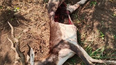 Photo of टुनकी-बावनबीर शेतशिवारात बिबट्याची दहशत ; सलग दोन दिवसात हरीण व काळवीटाची शिकार..